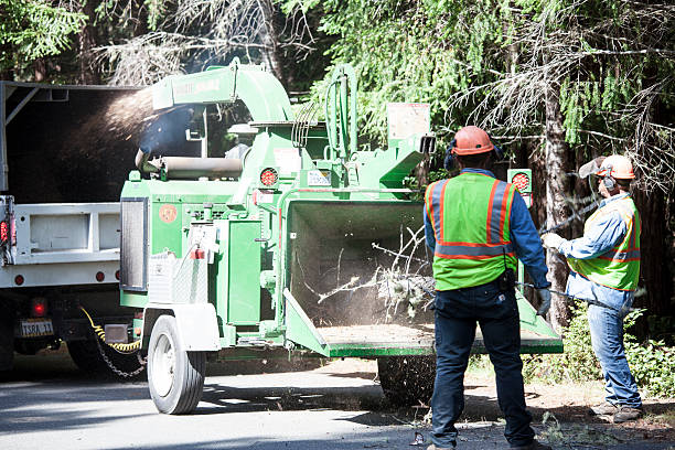 Reliable Clayton, MO Tree Removal Services Solutions